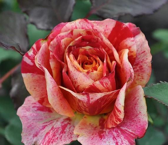 ДИПЛОМЫ, СЕРТИФИКАТЫ